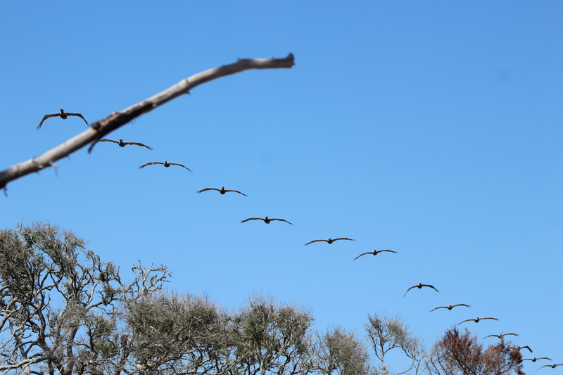 Illustration for article titled I Went to Botany Bay Plantation Yesterday